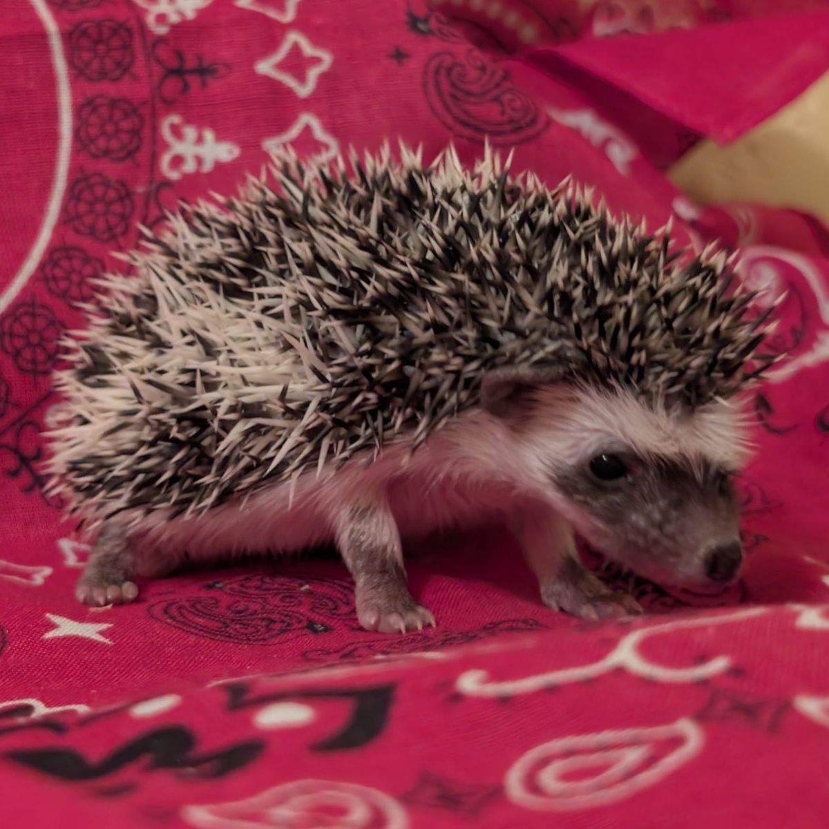 Baby Female Hedgehog "Millie"