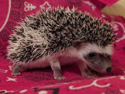 Baby Female Hedgehog "Millie"