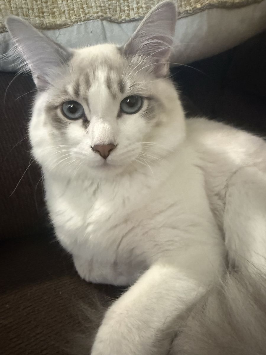 Beautiful Blue Eyed Loving Male