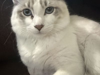 Beautiful Blue Eyed Loving Male