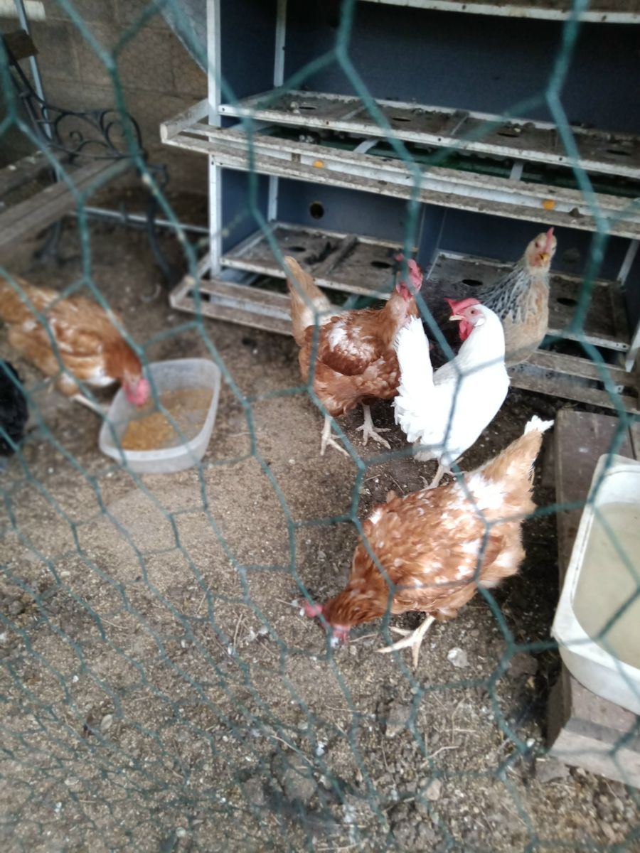 Hens