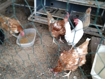 Hens