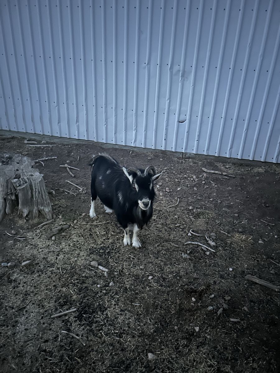 Proven Nigerian Dwarf Billy Goat - 5 Years Old