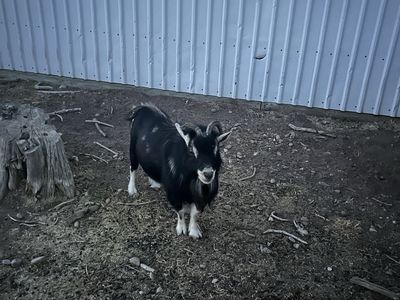 Proven Nigerian Dwarf Billy Goat - 5 Years Old