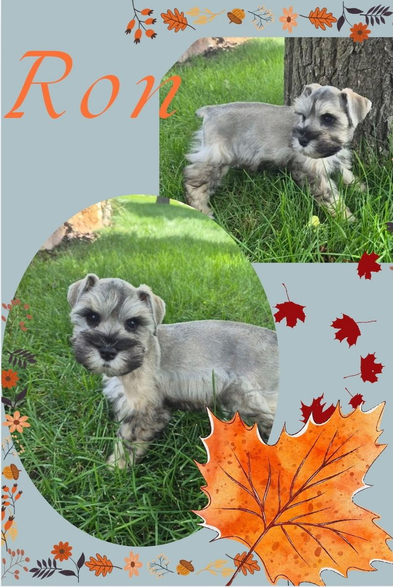 Miniature Schnauzers