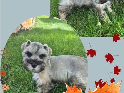 Miniature Schnauzers