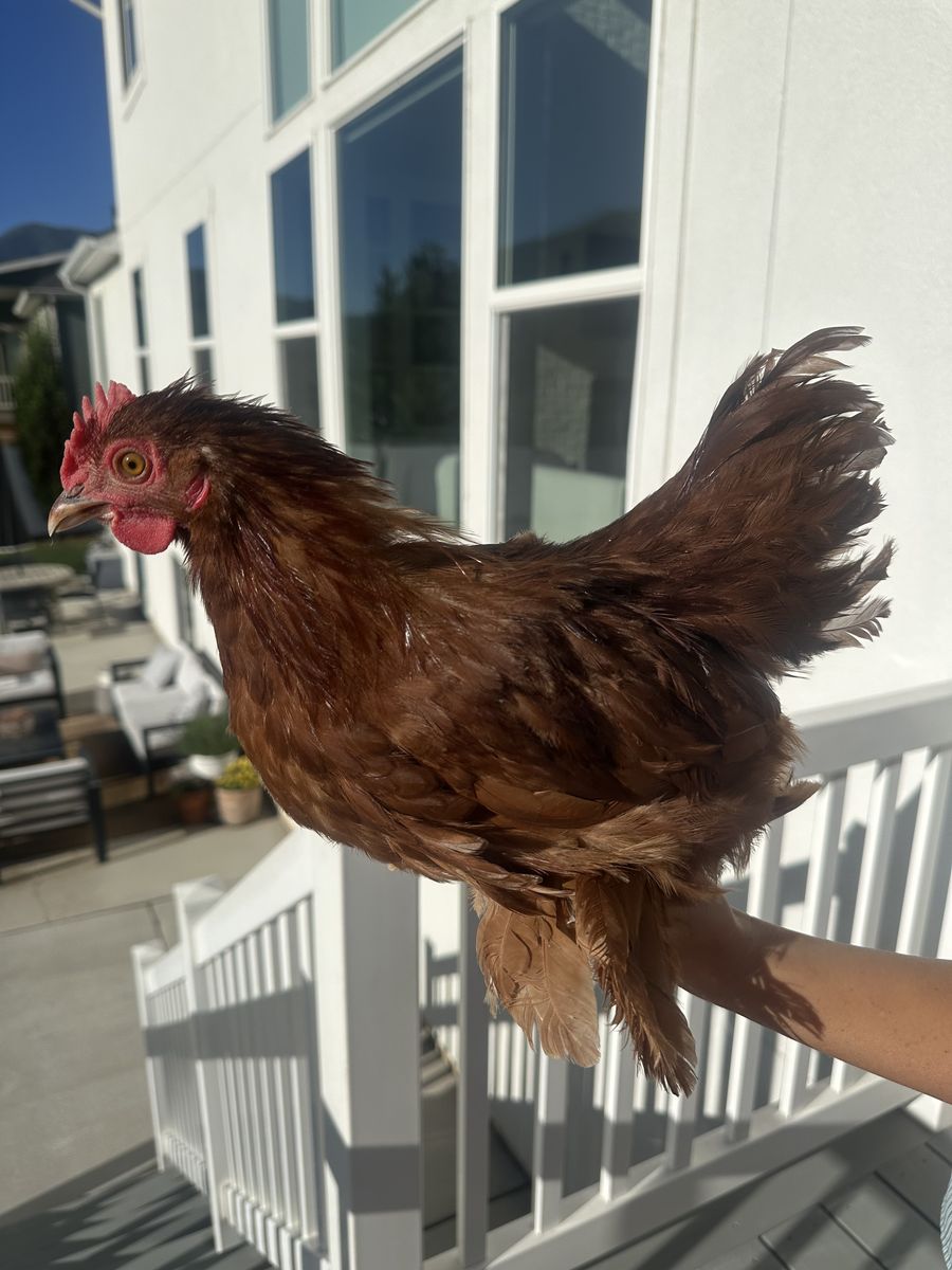 FREE Rooster