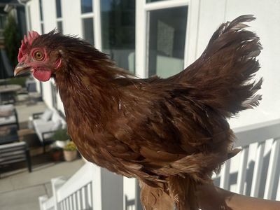 FREE Rooster