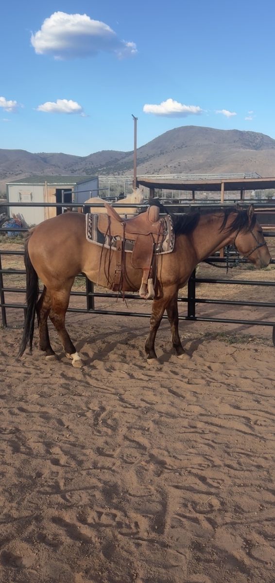 3 year old filly