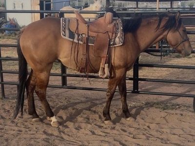 3 year old filly