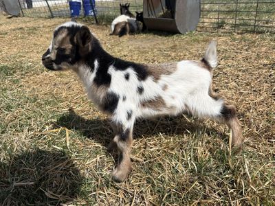 Nigerian dwarf buckling goat