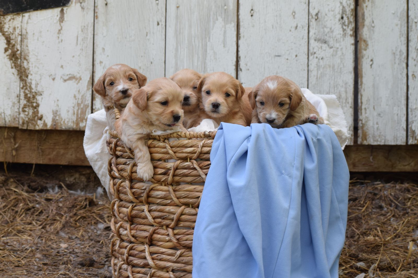 Adorable maltipoo pupies for sale!