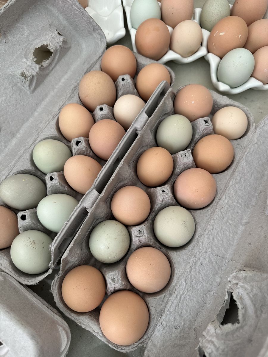 Fresh Chicken Eggs