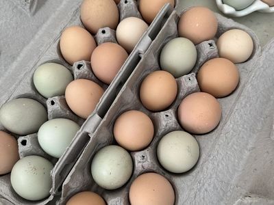 Fresh Chicken Eggs