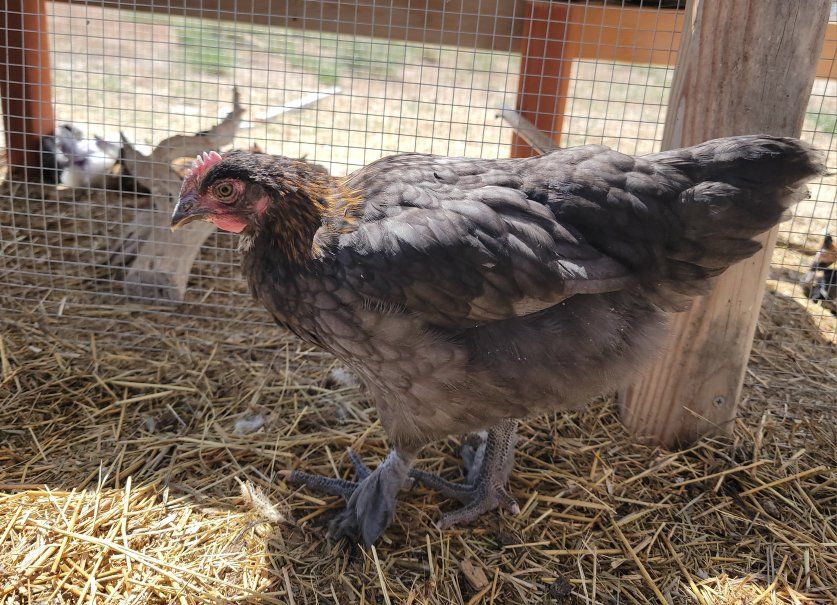 Blue Copper Marans Cockerel