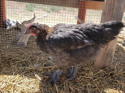 Blue Copper Marans Cockerel