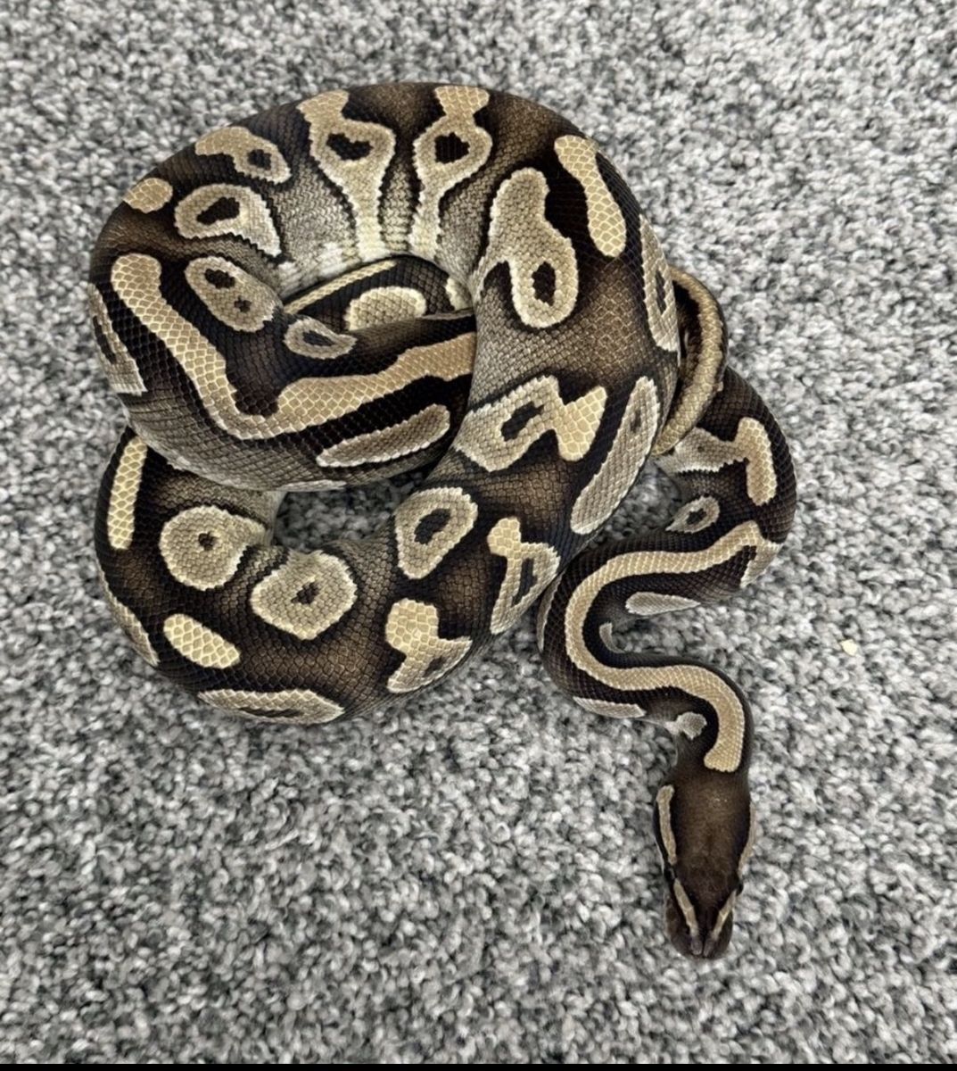 Juvenile Male Mojave Ball Python