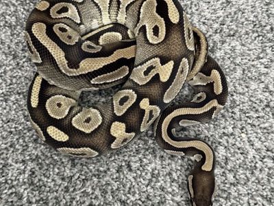 Juvenile Male Mojave Ball Python