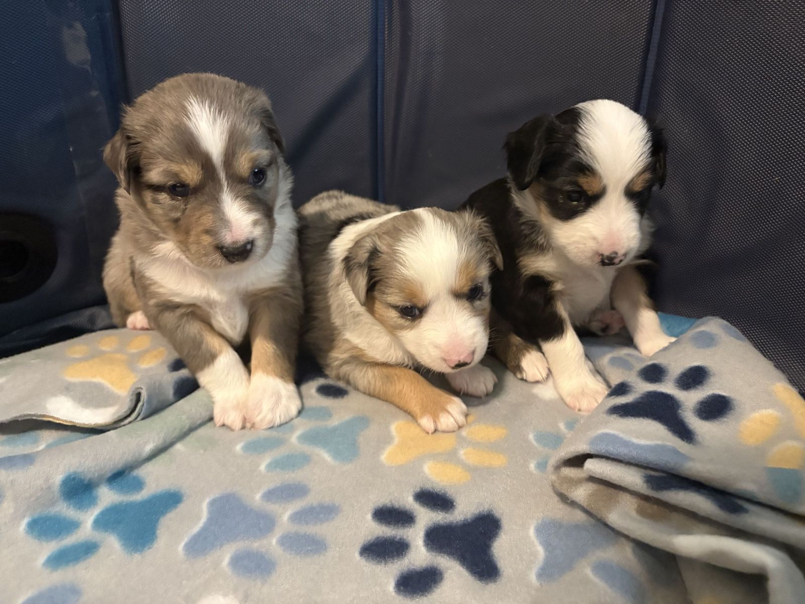 ASDR Registered Mini Aussies