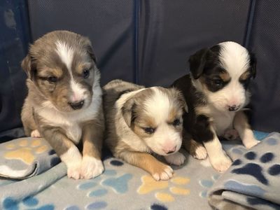 ASDR Registered Mini Aussies