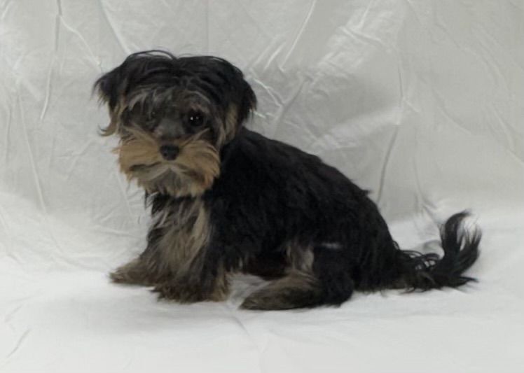 Yorkie girl 3 1/2 pound as an adult