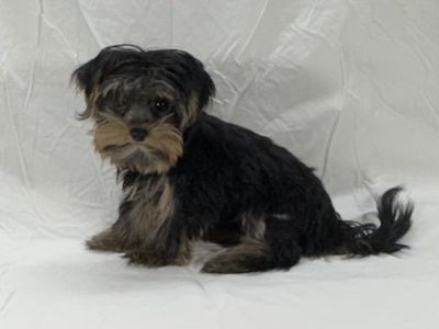 Yorkie girl 3 1/2 pound as an adult