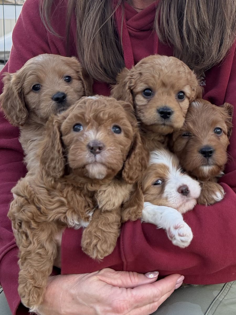 Adorable Cavapoo Puppies – Raised with Love – Reserve Your Puppy Today