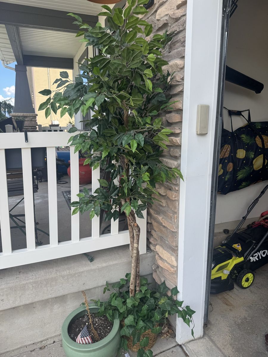 Large Artificial Ficus Tree in Woven Basket with Fake Ivy Base