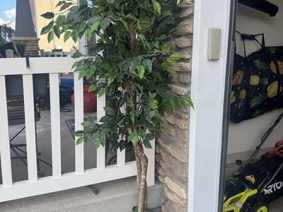 Large Artificial Ficus Tree in Woven Basket with Fake Ivy Base