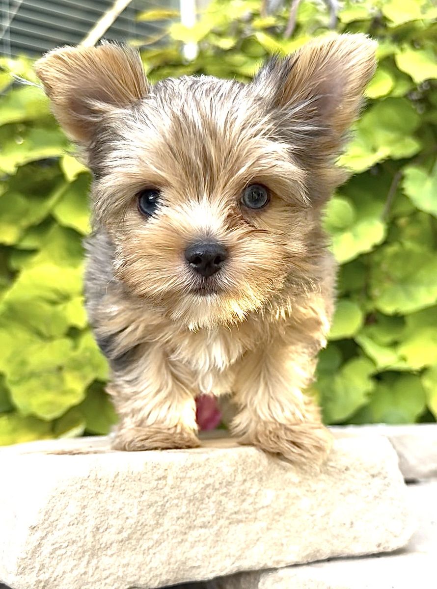 *Merle Teacup Yorkie*