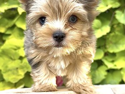 *Merle Teacup Yorkie*