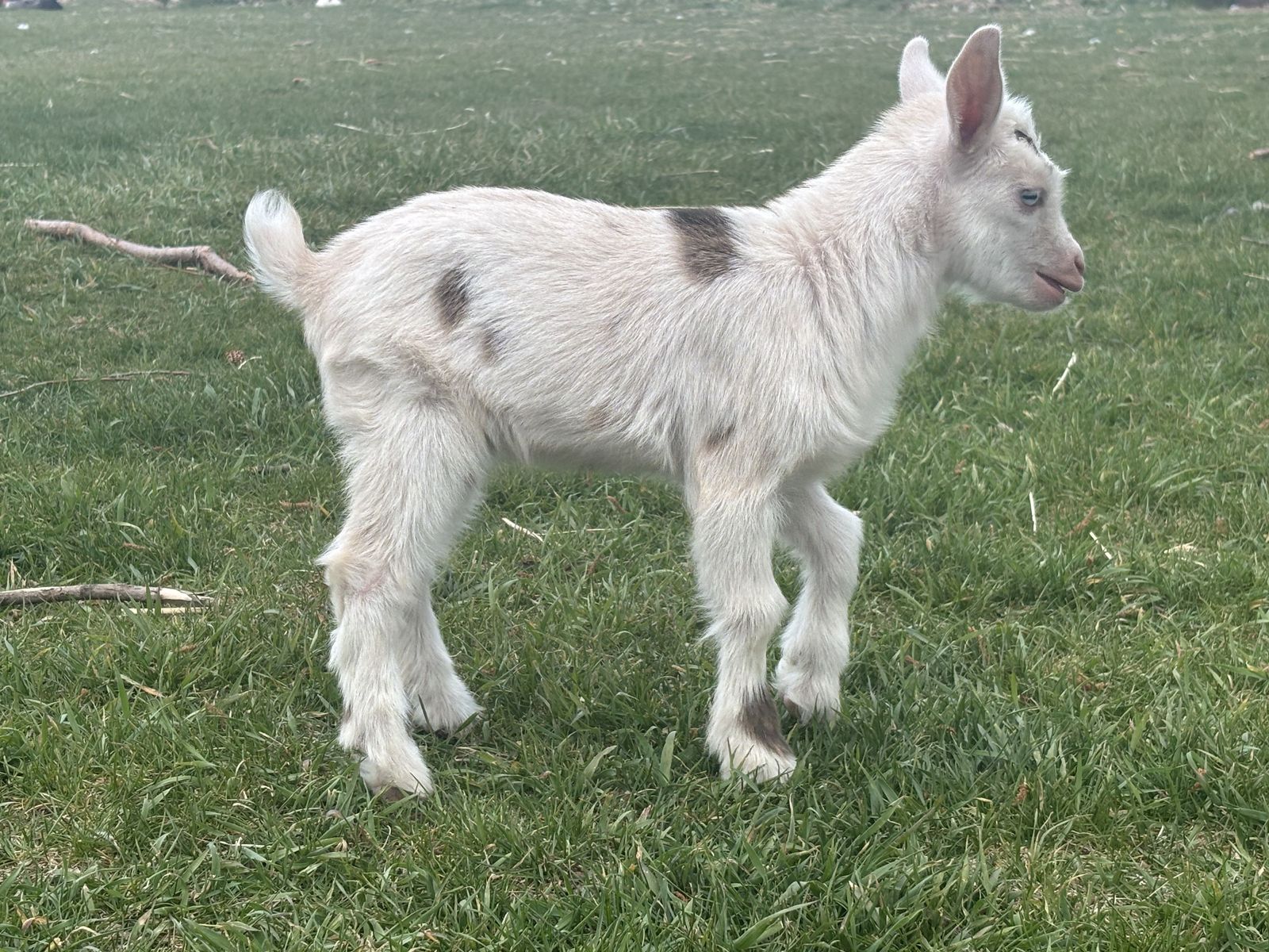 Bottle Baby Nigerian Dwarf wethers