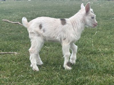 Bottle Baby Nigerian Dwarf wethers