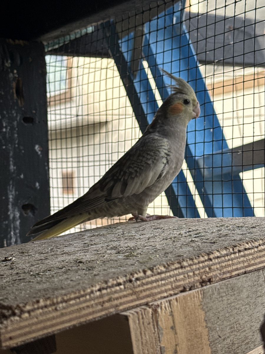 Cockatiel 