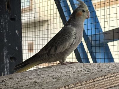 Cockatiel