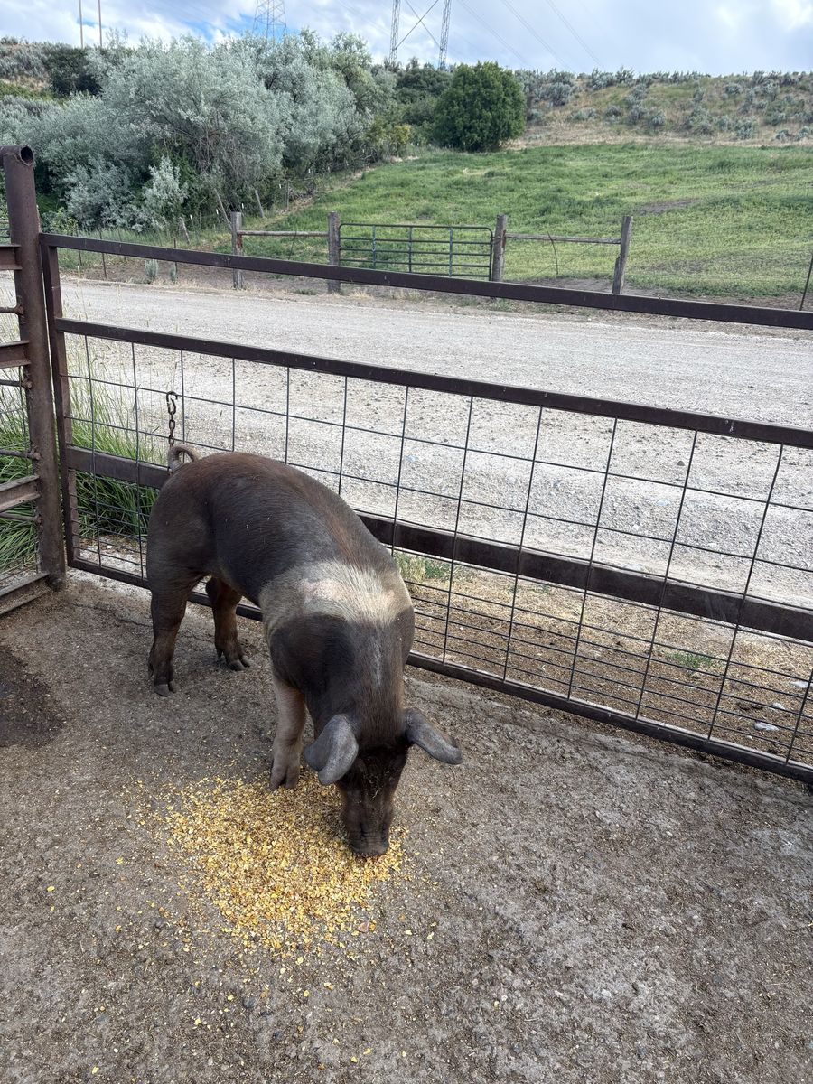 Boar 