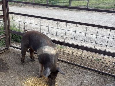 Boar