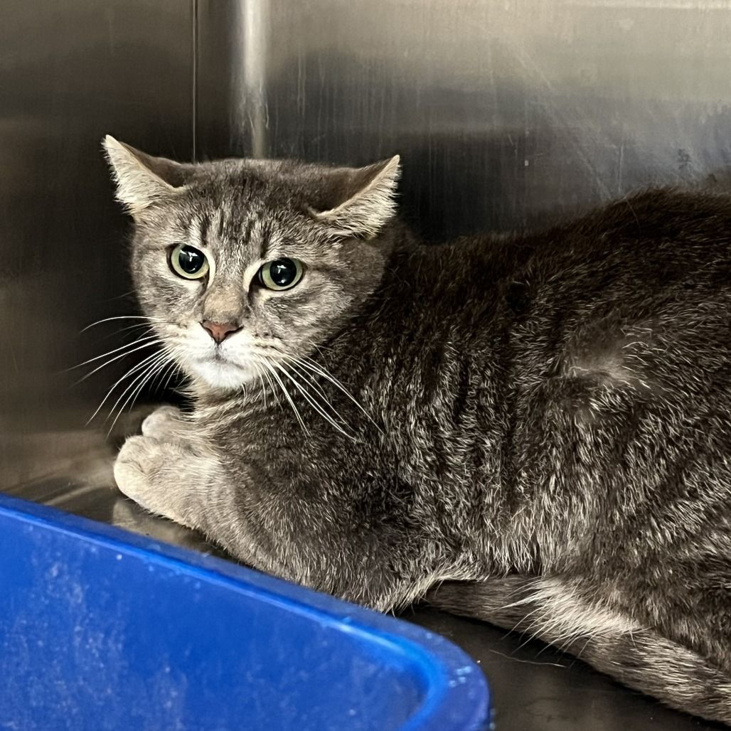 Hello my name is Clef