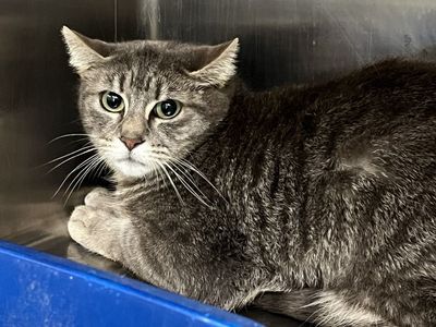 Hello my name is Clef