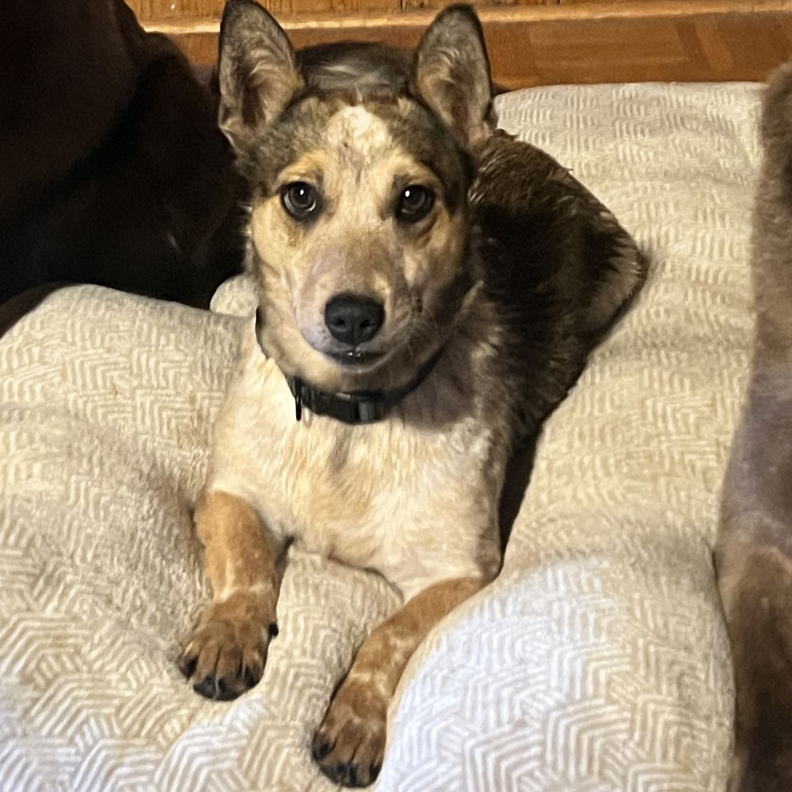 Red Heeler/ Maltese Mix