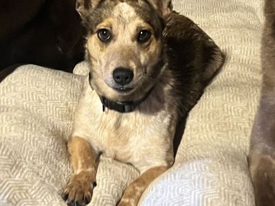 Red Heeler/ Maltese Mix