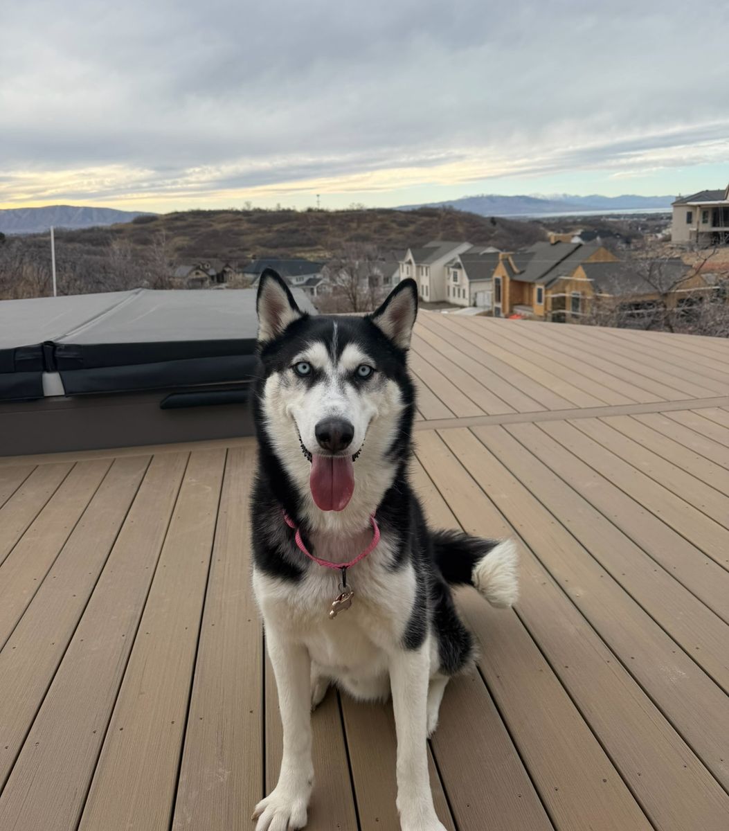 Dog – husky