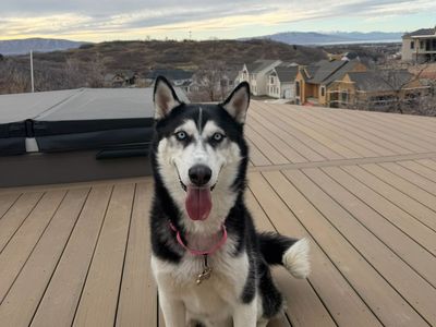 Dog – husky
