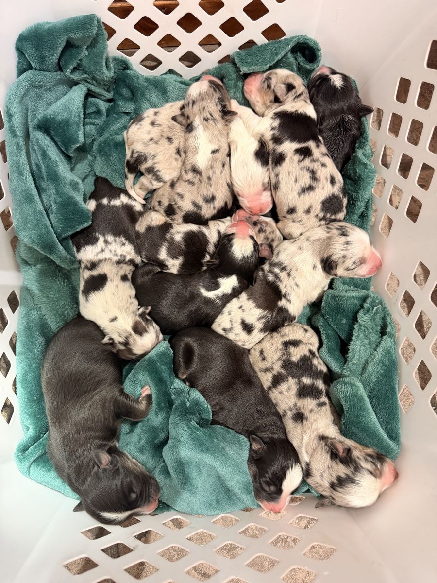 AKC Australian Shepherd