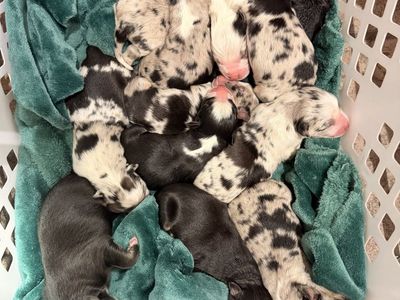 AKC Australian Shepherd