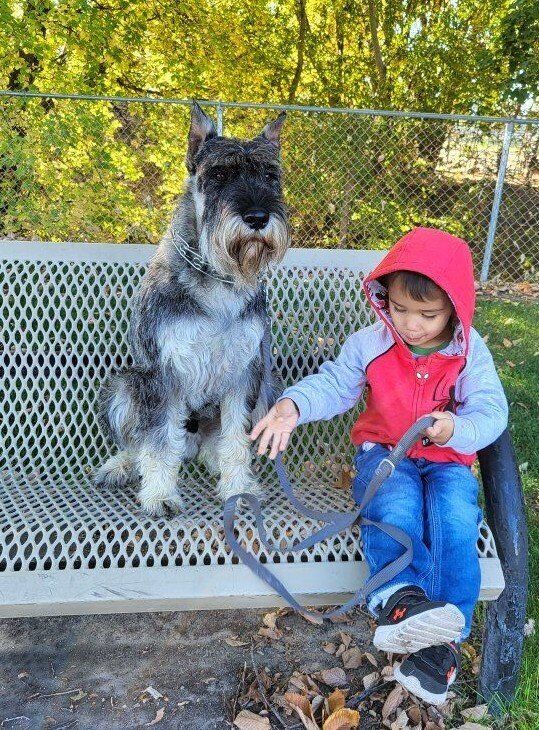 STANDARD Schnauzer Puppies!!