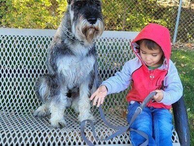 STANDARD Schnauzer Puppies!!