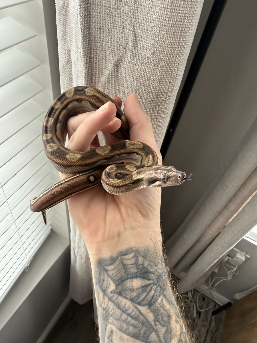 Motley Boa Snake