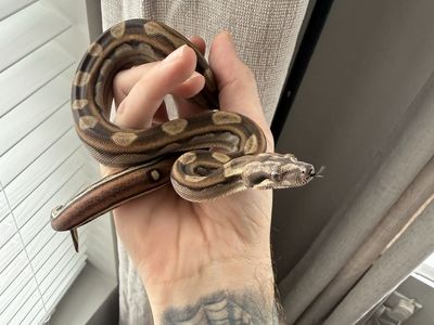 Motley Boa Snake