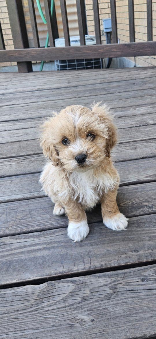 Cockapoo Puppies